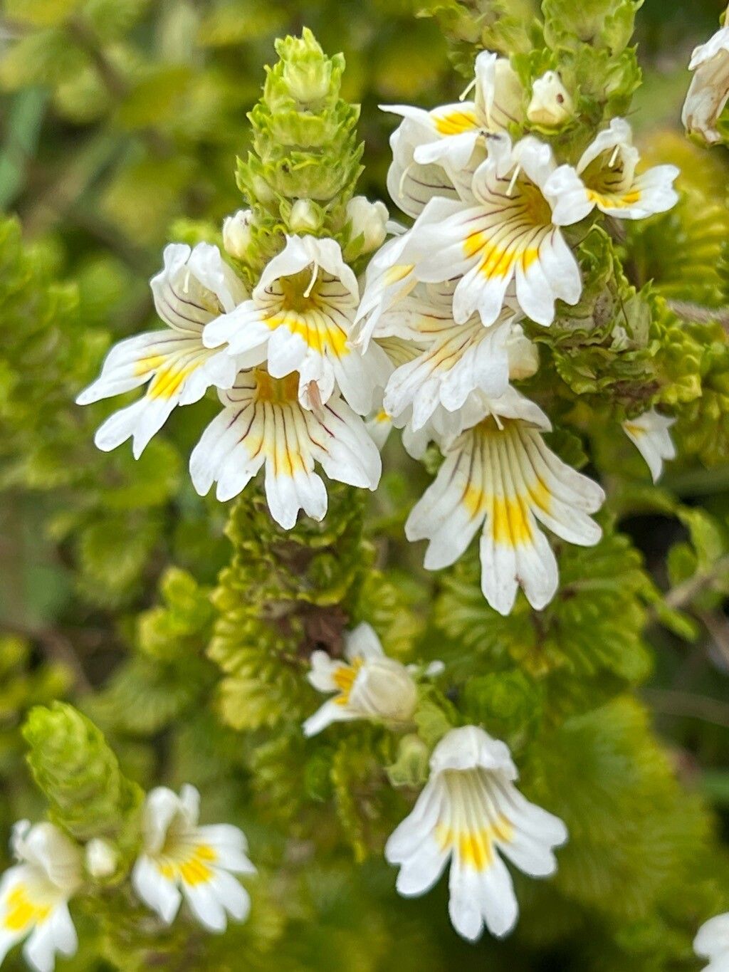 Euphrasia grandiflora flower