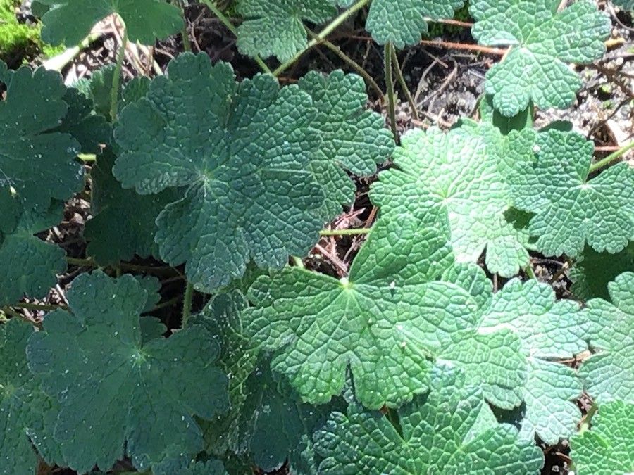 Geranium peloponesiacum — houseplant care guide