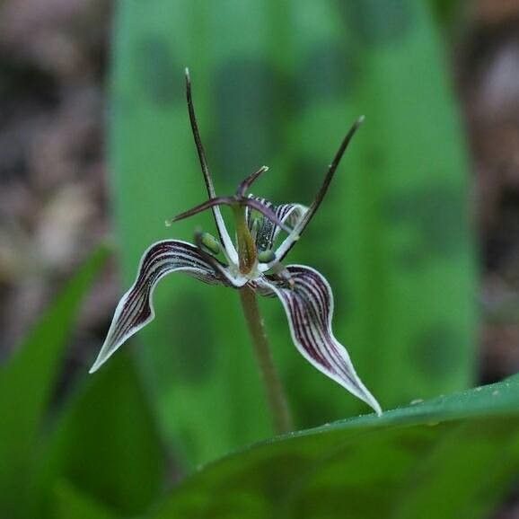 Scoliopus bigelovii flower