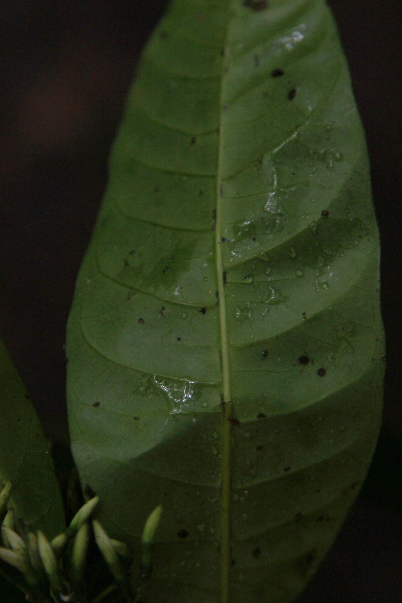 Pavetta bidentata — houseplant care guide