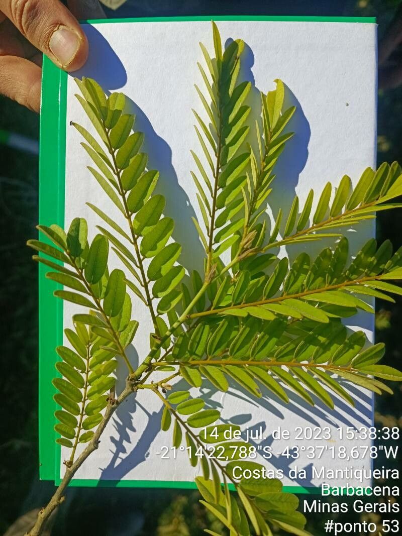 Machaerium scleroxylon — houseplant care guide