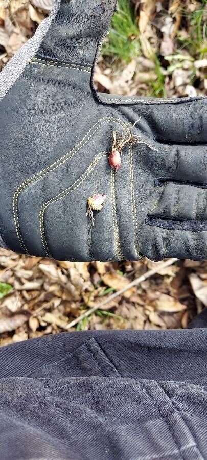 Plantago elongata fruit