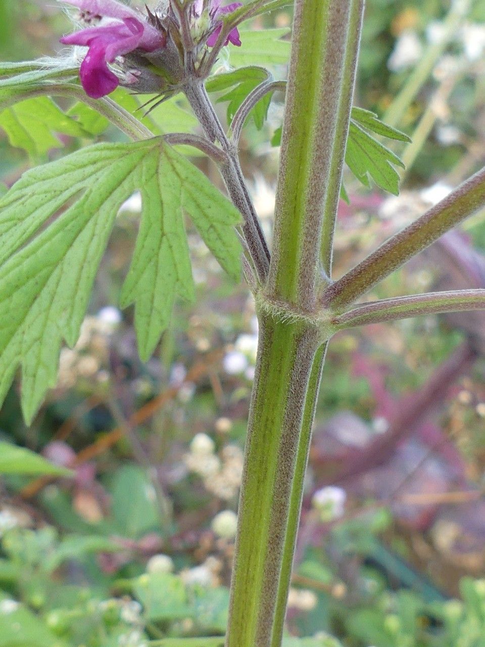 Leonurus sibiricus bark