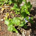 Veronica serpyllifolia