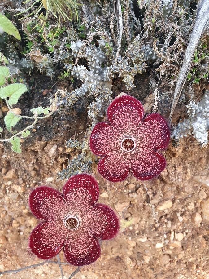 Edithcolea grandis flower