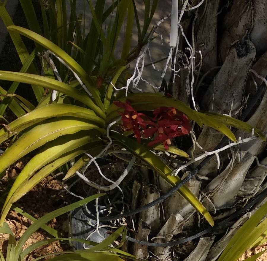 Vanda limbata — search result for 'Vanda'