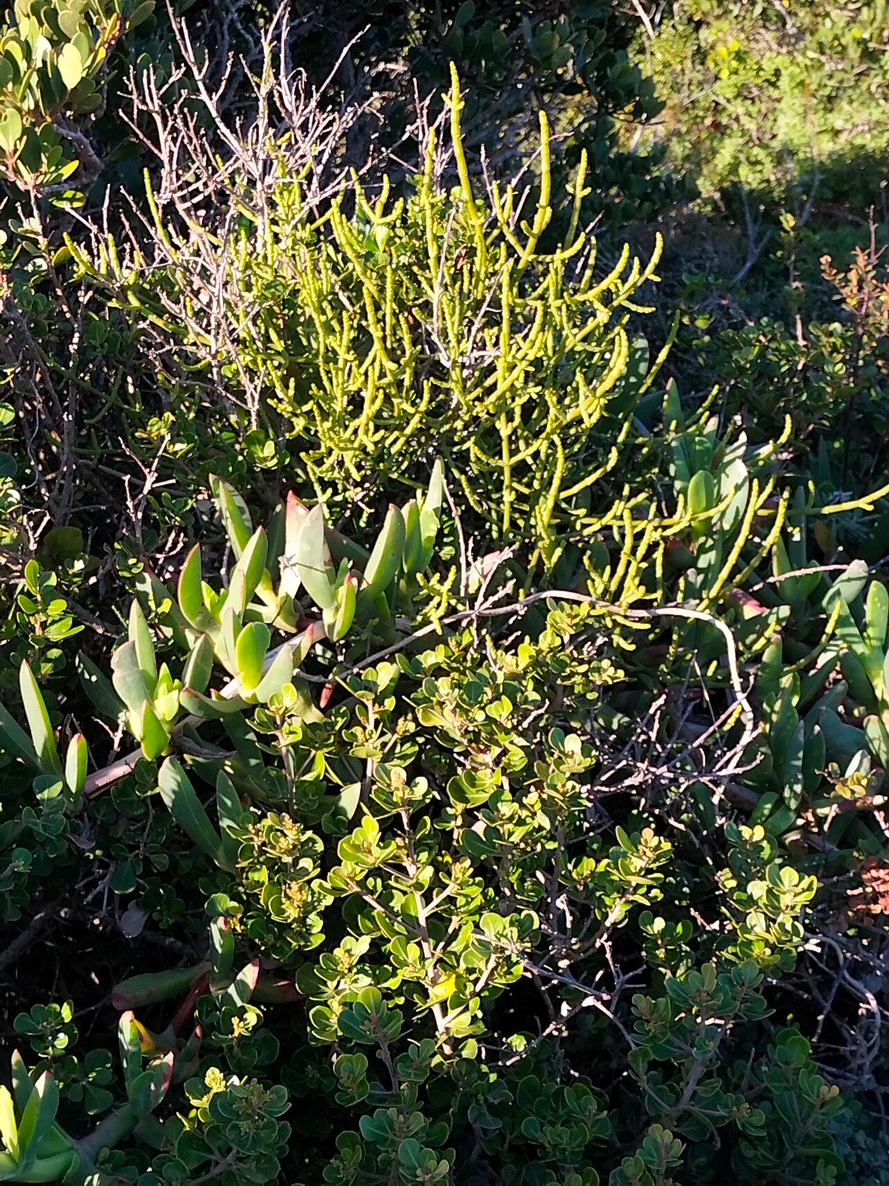 Viscum capense habit