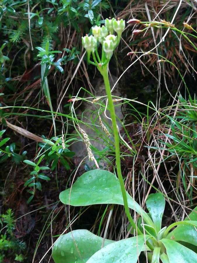 Malaxis unifolia fruit