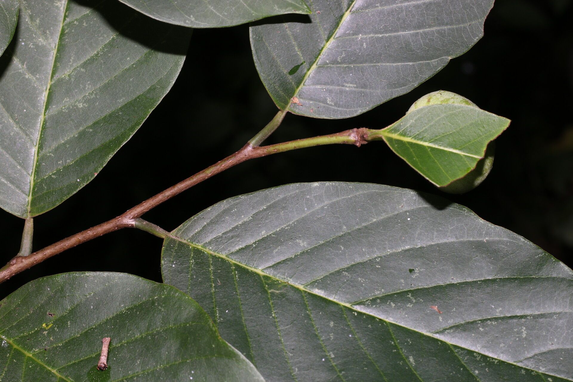 Annona pruinosa — search result for 'Annona'