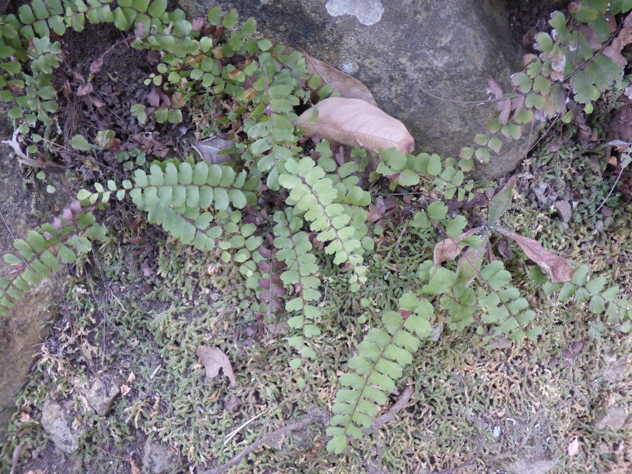 Adiantum rhizophorum habit