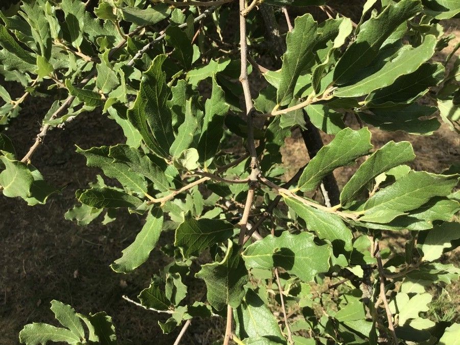 Quercus tuberculata — search result for 'Quercus'