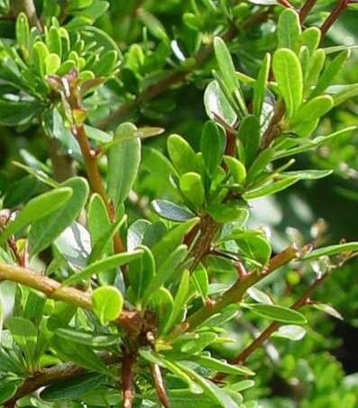 Sideroxylon spinosum — houseplant care guide
