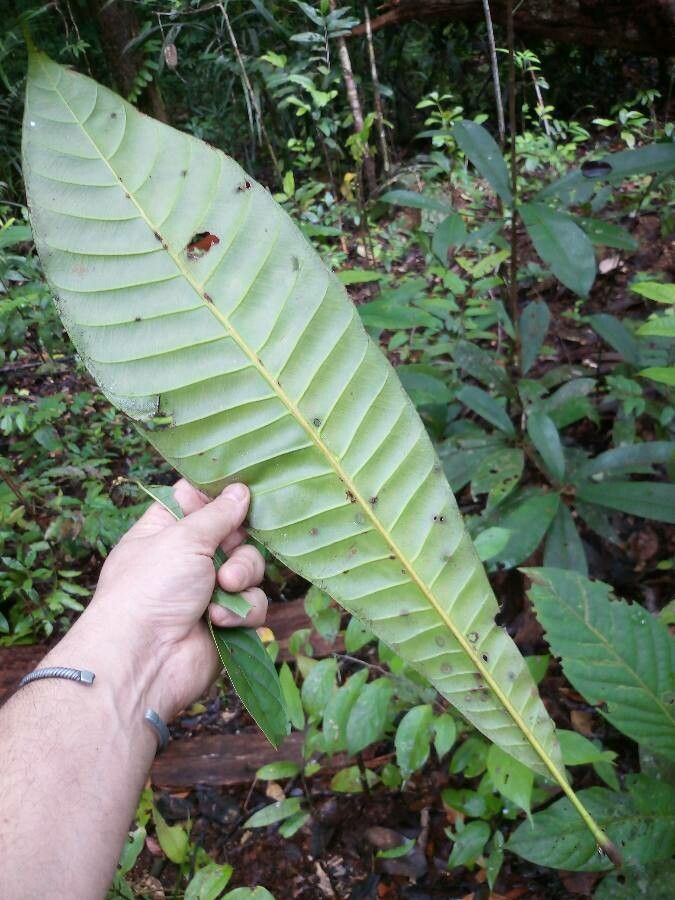 Pouteria grandis — houseplant care guide