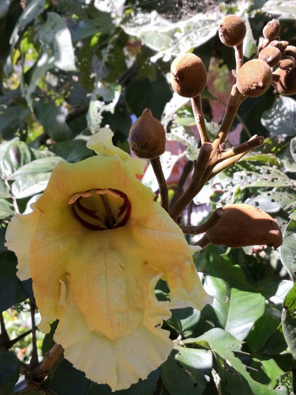 Markhamia stipulata flower