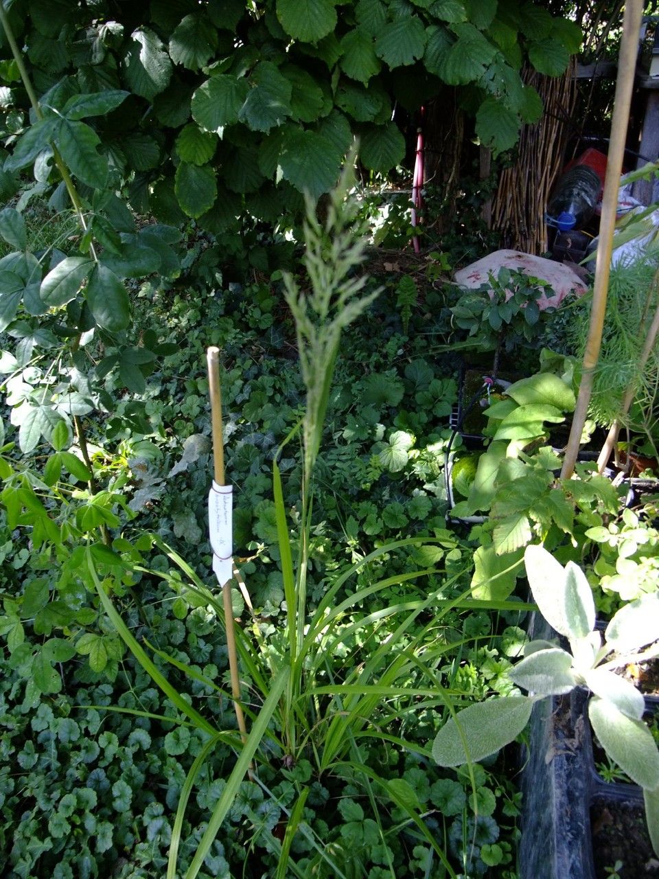 Amelichloa brachychaeta habit