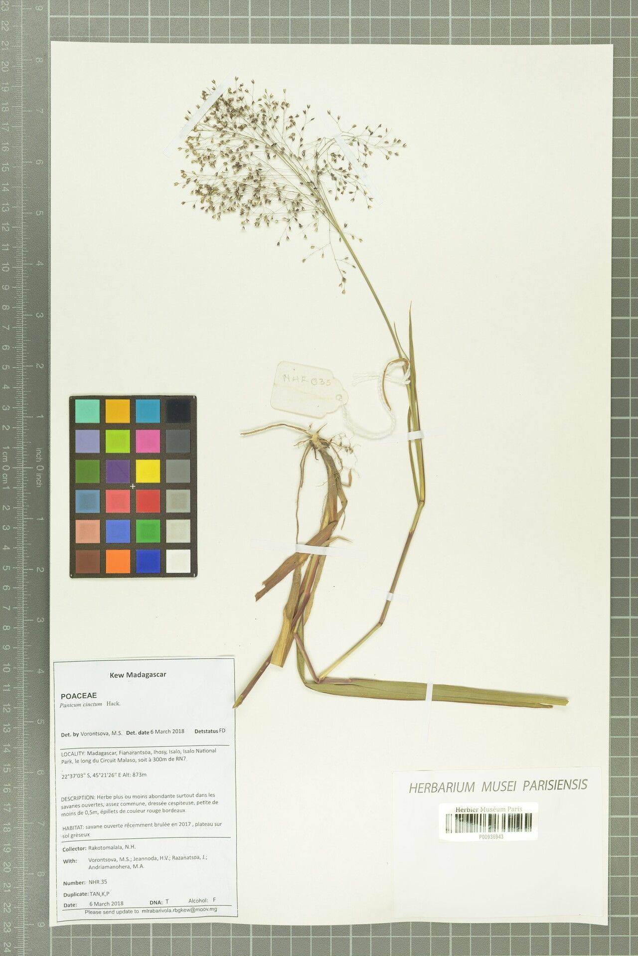 Panicum cinctum — houseplant care guide