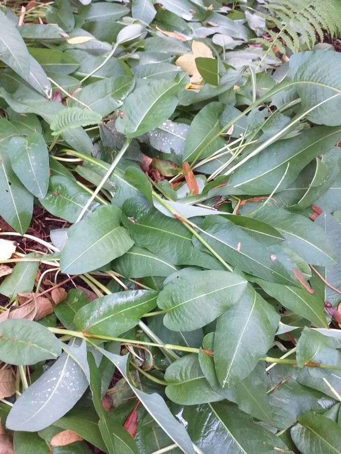 Persicaria bistorta leaf
