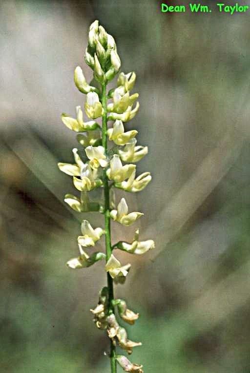 Astragalus clevelandii — houseplant care guide