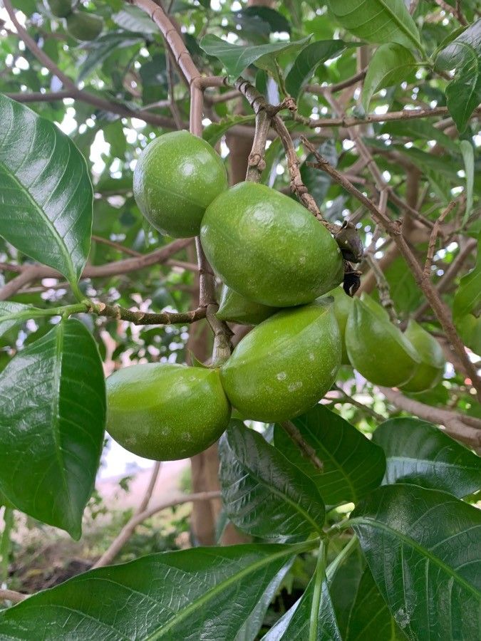 Tabernaemontana alba fruit