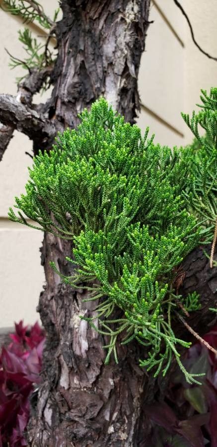 Dacrydium lycopodioides — search result for 'Podocarpaceae'