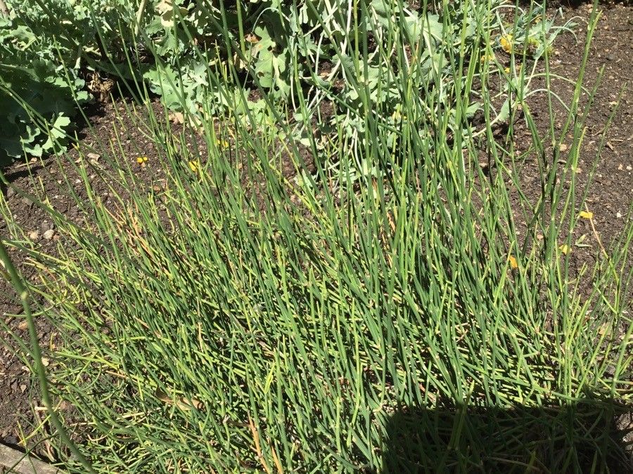 Ephedra altissima — related species from the same genus