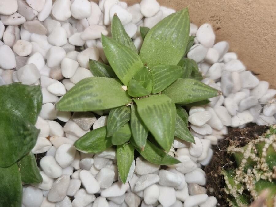 Haworthia retusa