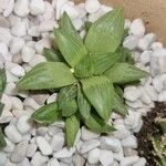 Haworthia retusa