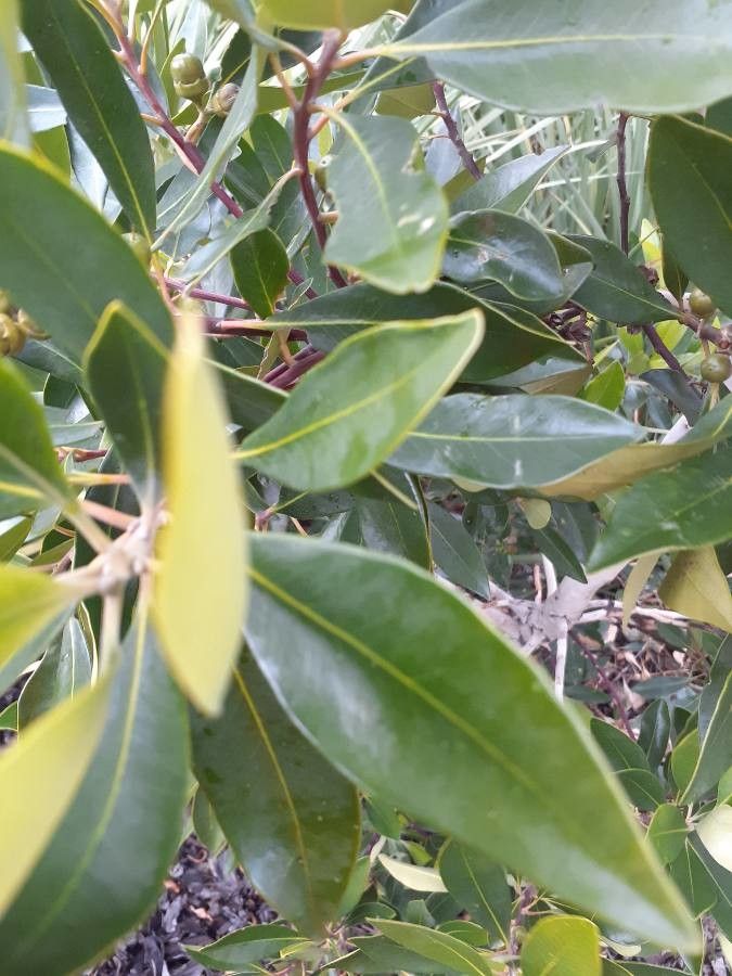 Manilkara concolor — houseplant care guide