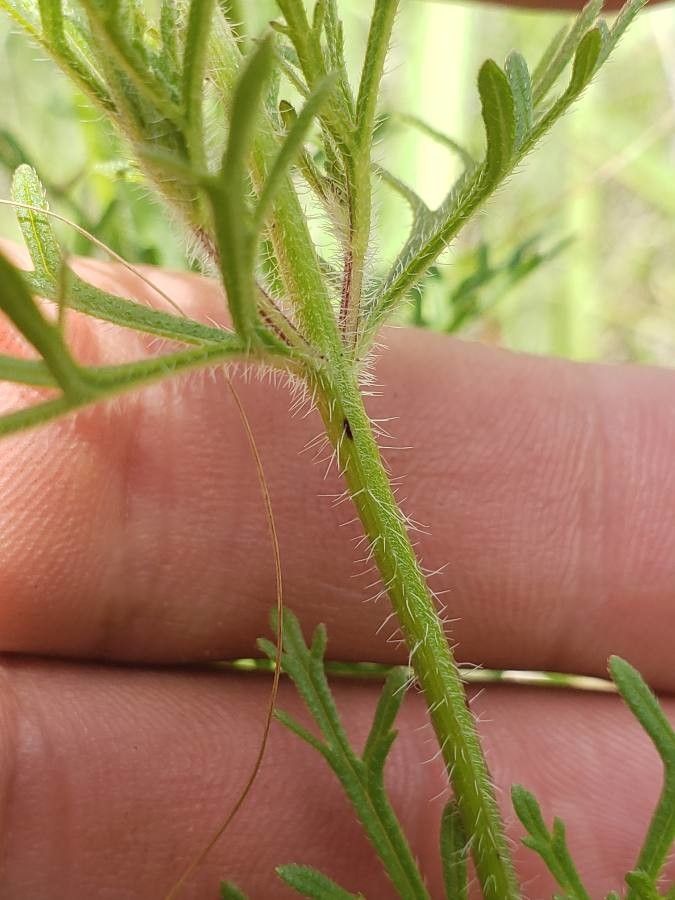 Glandularia bipinnatifida bark