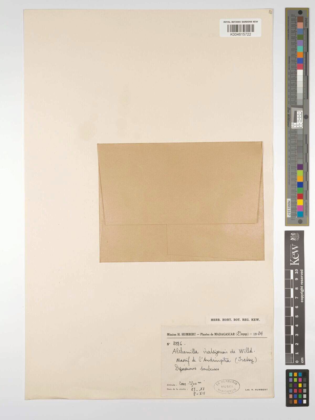 Alchemilla rutenbergii — houseplant care guide