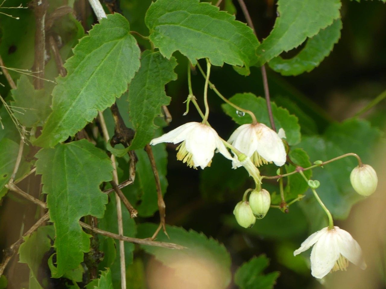 Clematis mauritiana flower