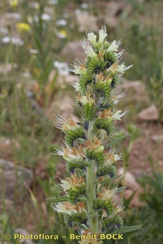 Echium flavum fruit