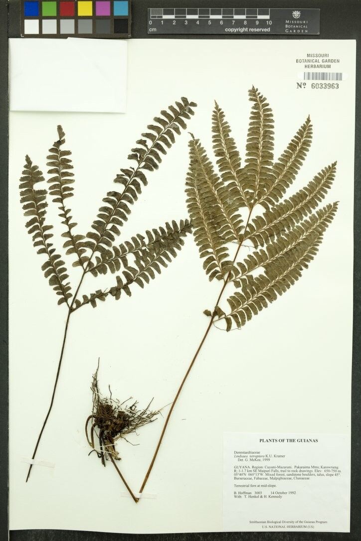 Lindsaea tetraptera other