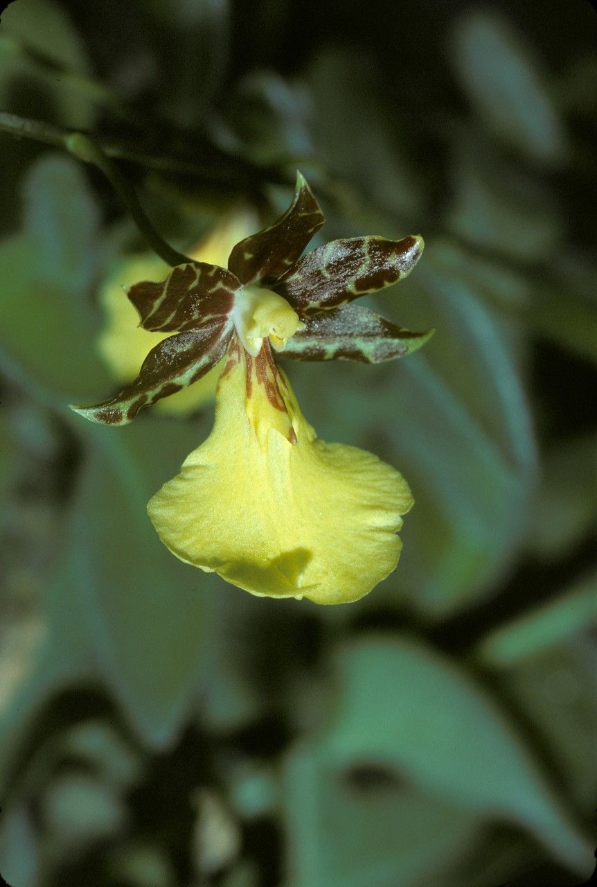 Oncidium brachyandrum