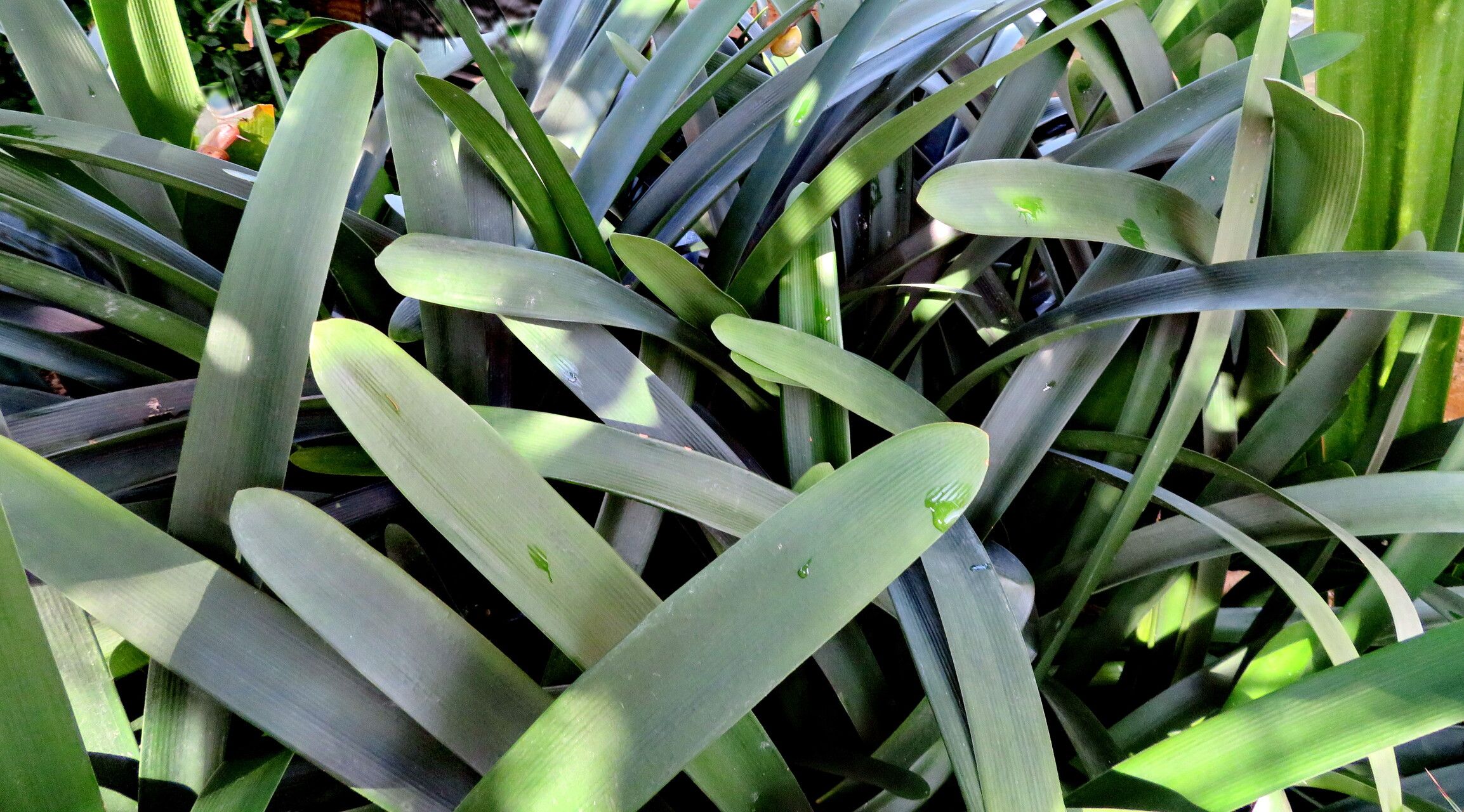 Clivia × cyrtanthiflora — search result for 'Clivia'