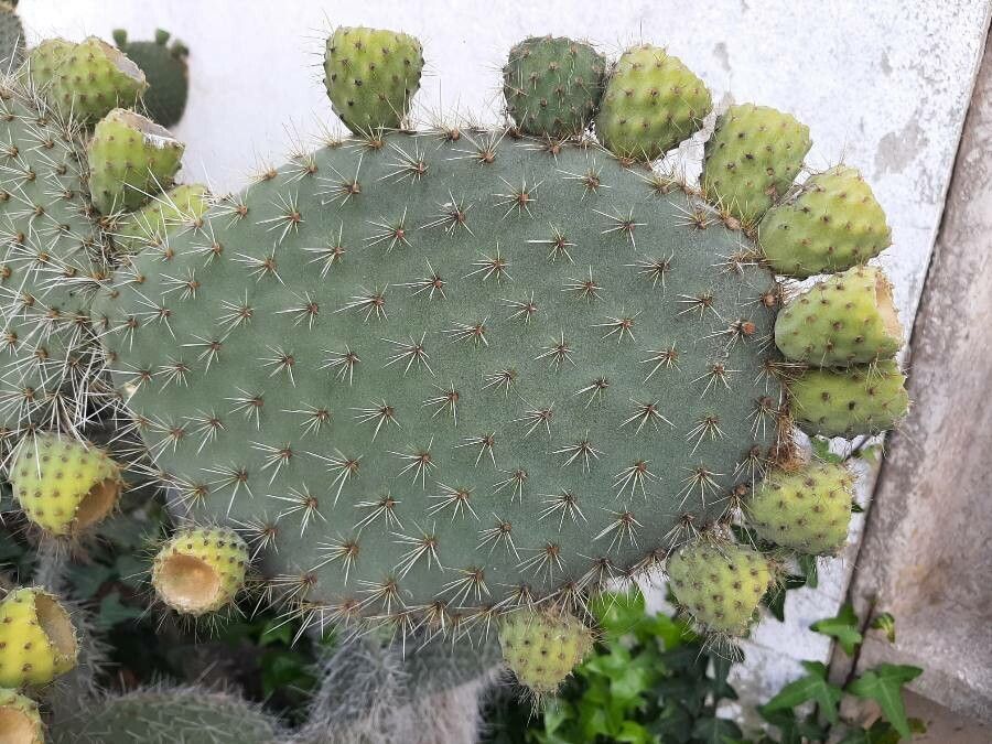 Opuntia leucotricha — search result for 'Opuntia'
