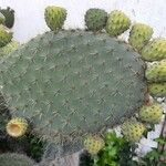 Opuntia leucotricha
