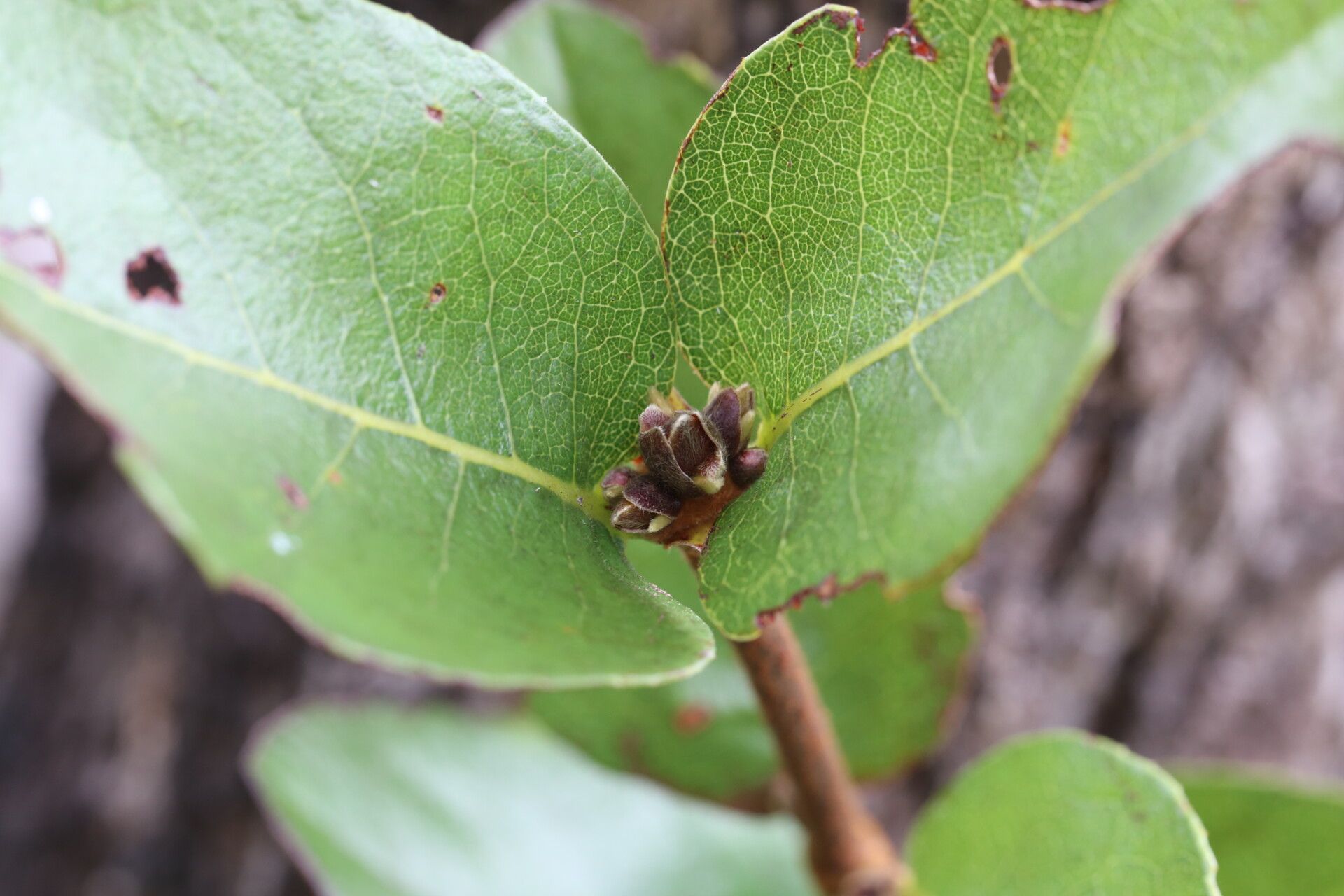 Cassipourea mollis leaf