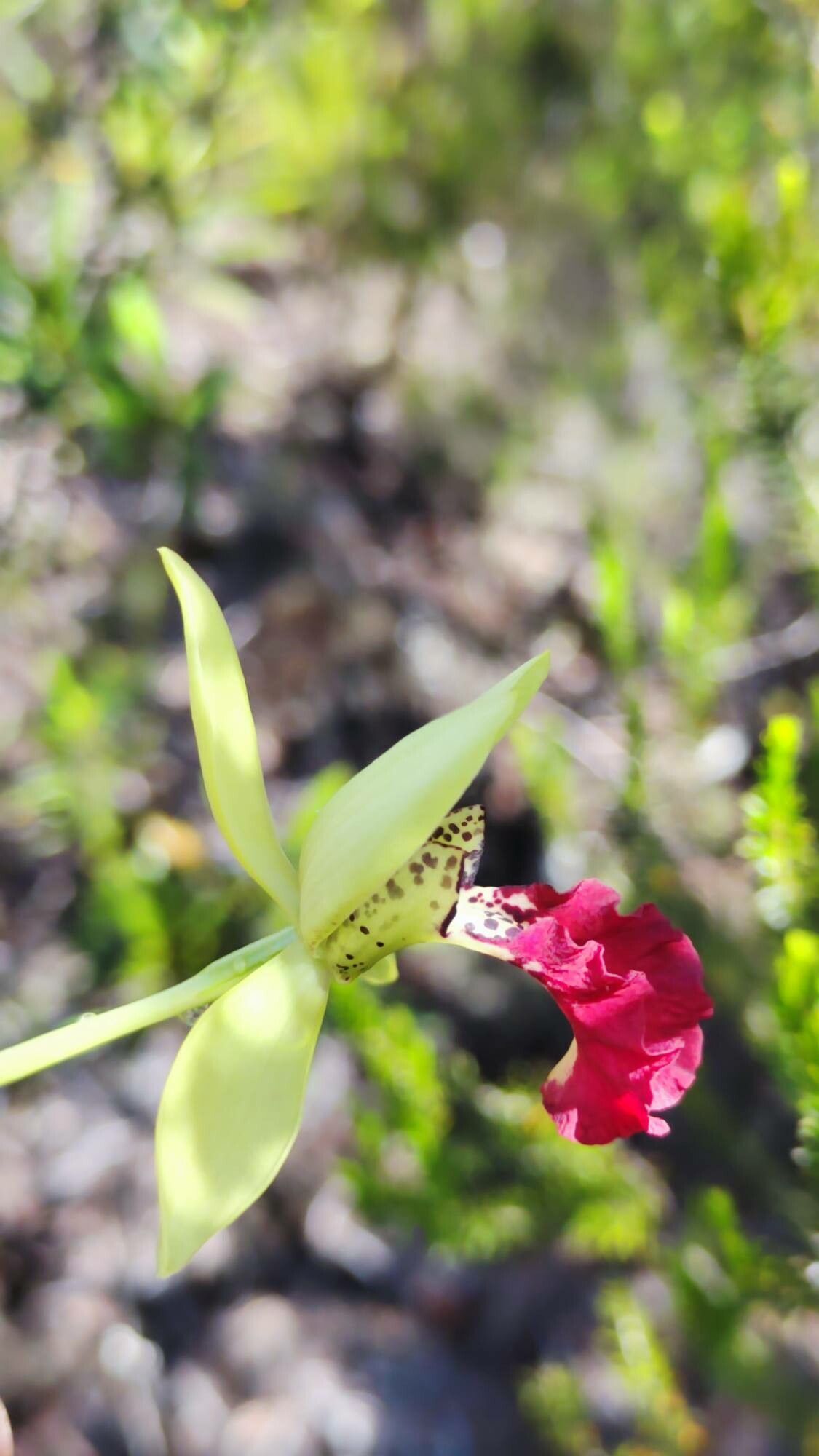 Eulophia flabellata flower
