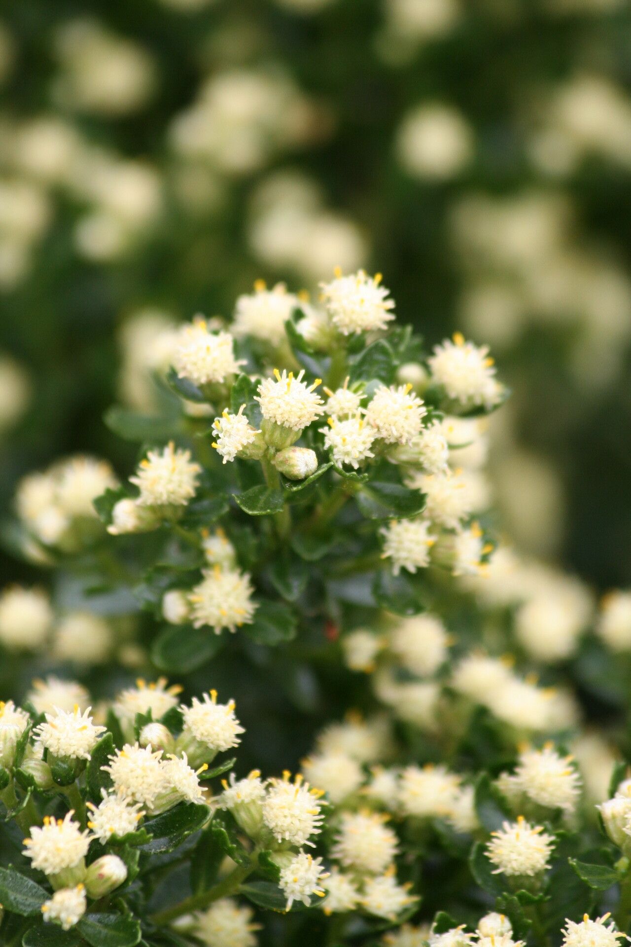 Baccharis patagonica — search result for 'Baccharis'