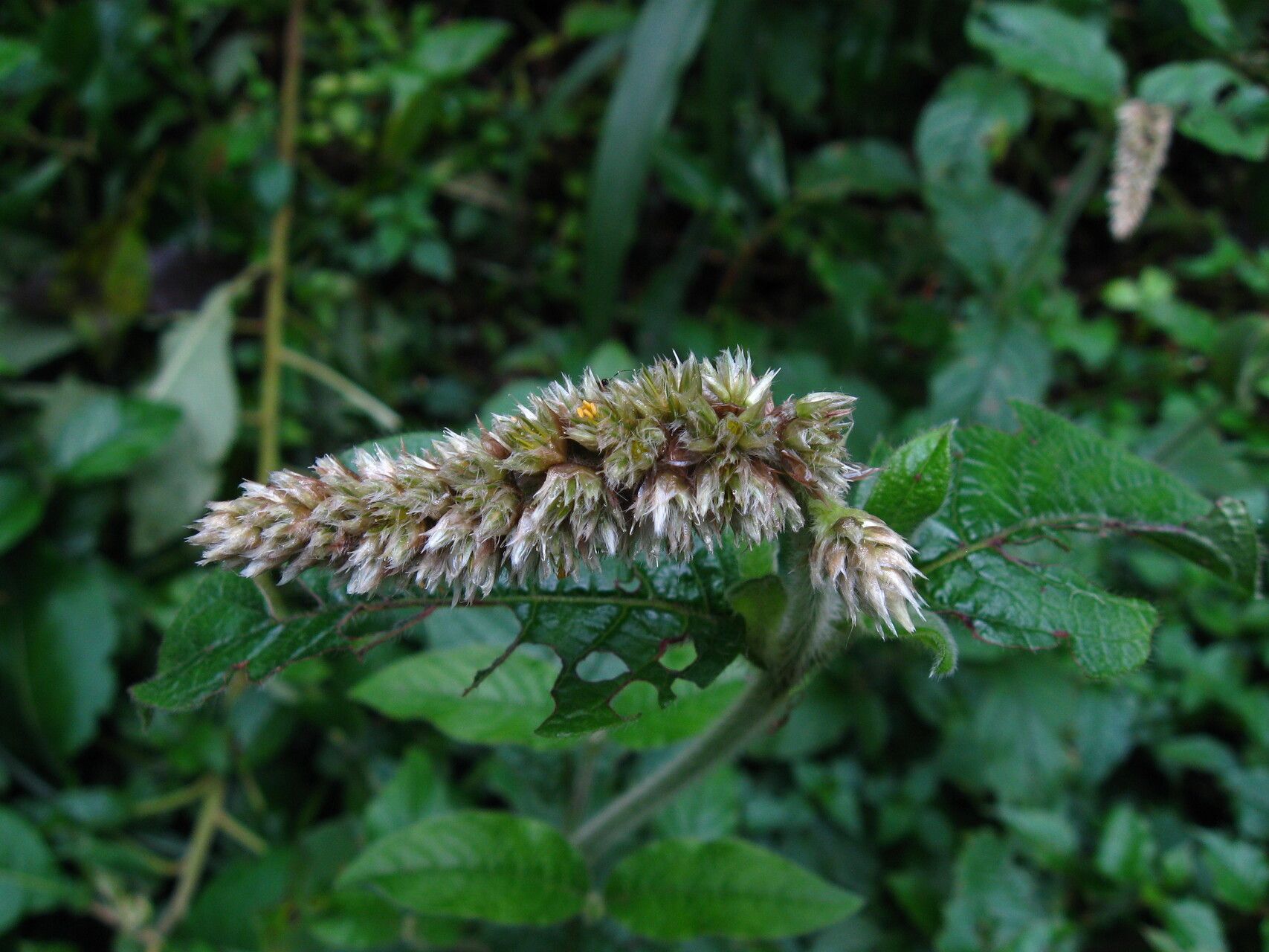 Cyathula cylindrica flower