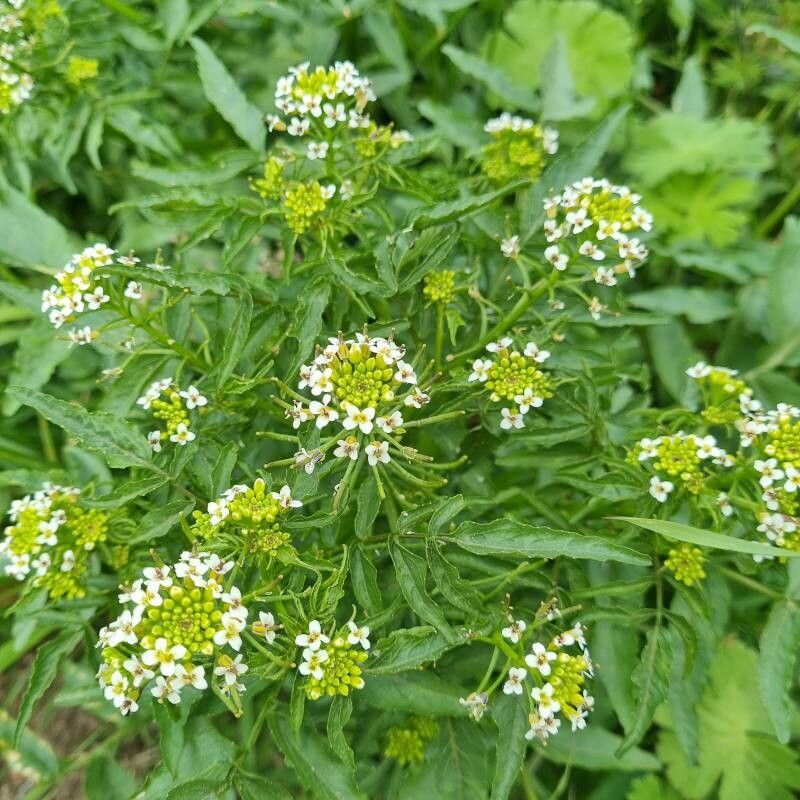 Rorippa nasturtium-aquaticum flower
