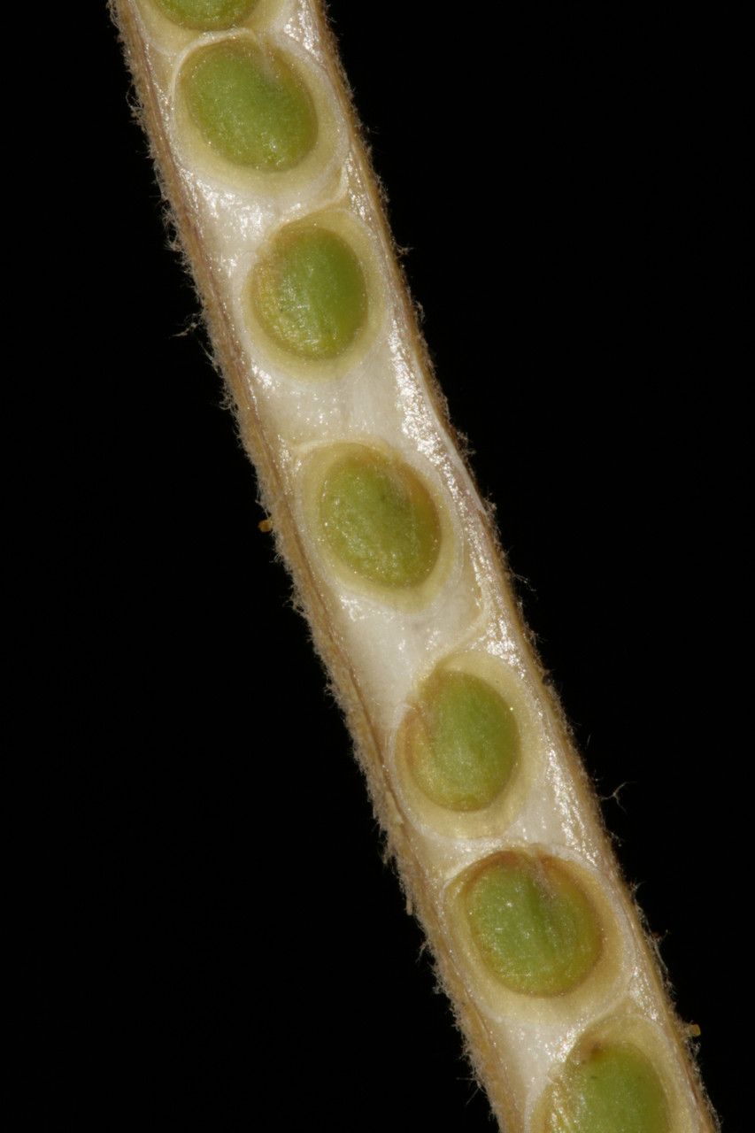 Matthiola crassifolia fruit