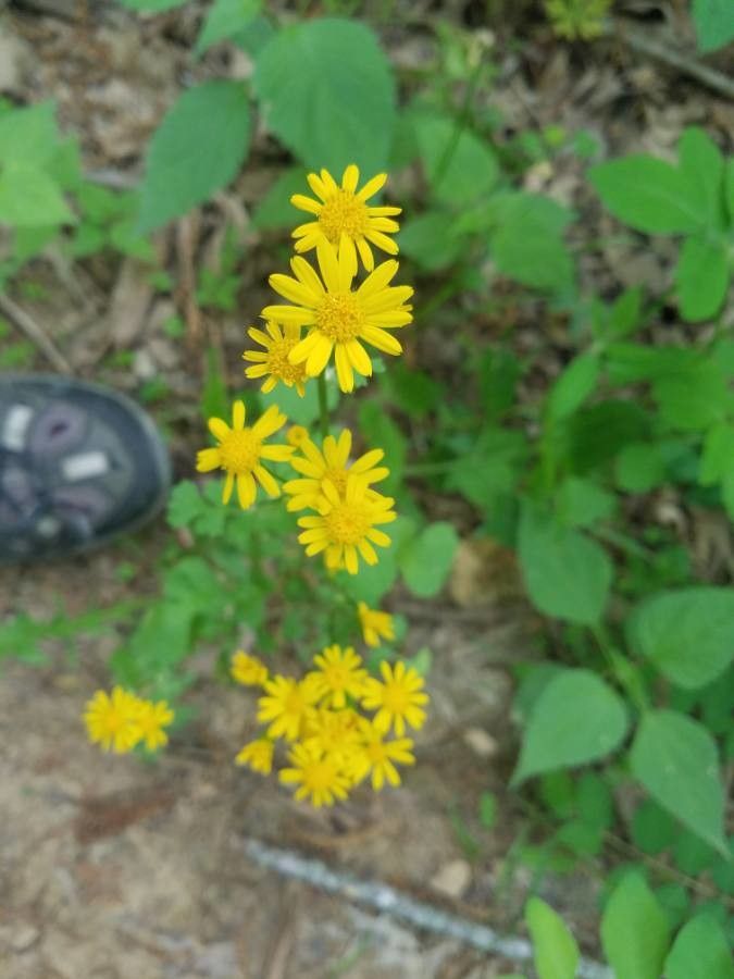 Senecio jacobaea flower