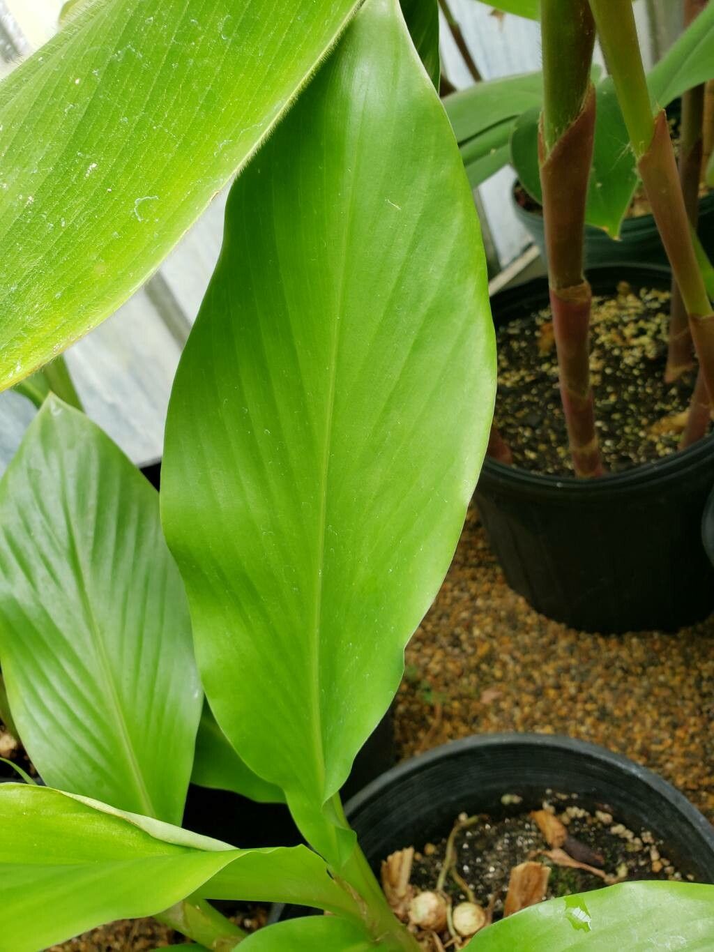 Hedychium hasseltii — search result for 'Hedychium'