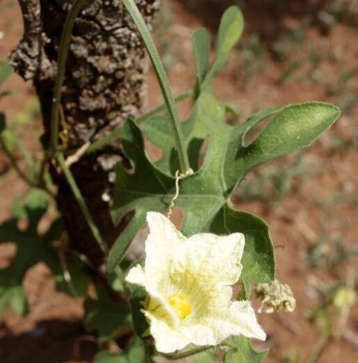 Coccinia rehmannii — houseplant care guide