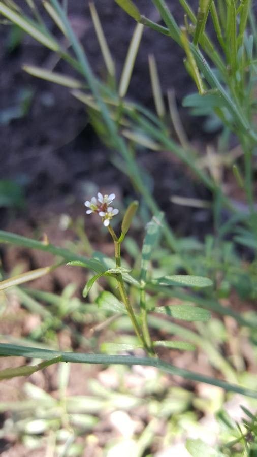 Cardamine oligosperma flower