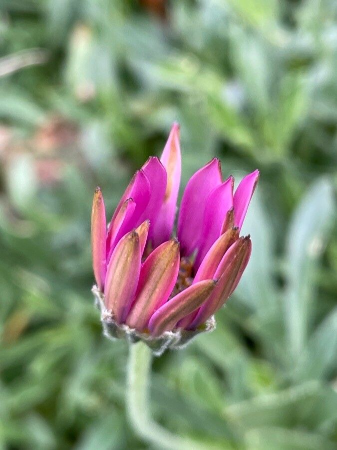 Osteospermum jucundum flower