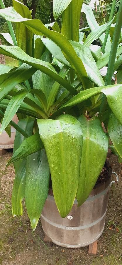 Crinum moorei leaf