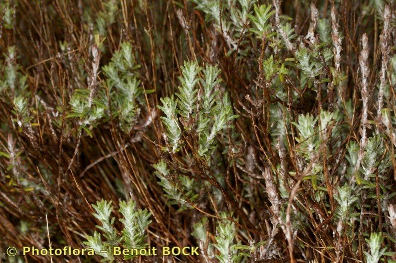 Micromeria pineolens bark